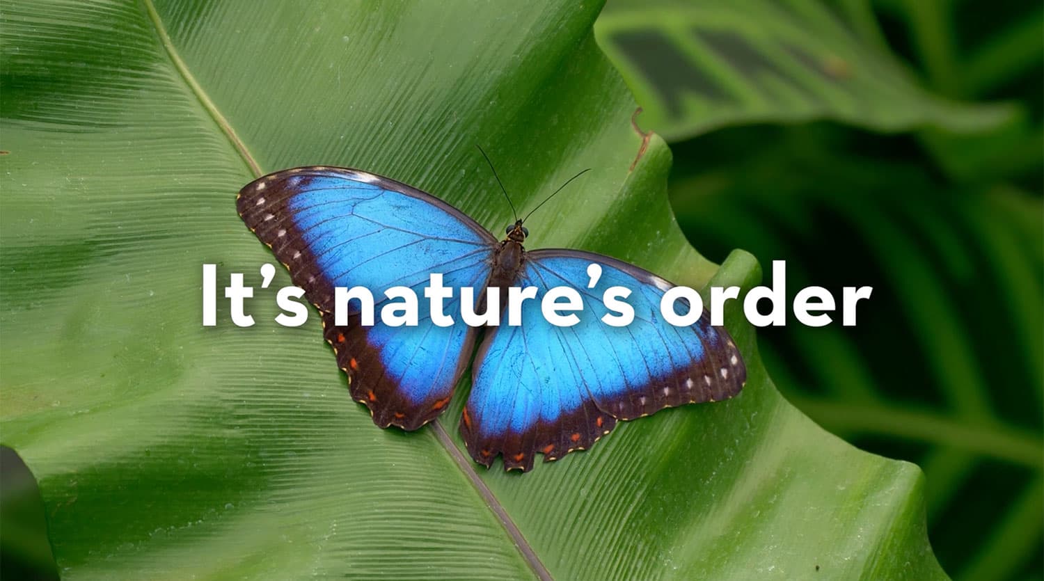 iDesign: Nature's Order
