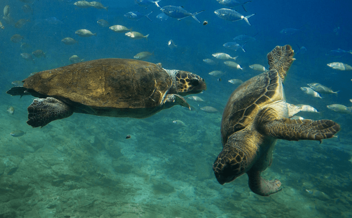Save the Turtles?
