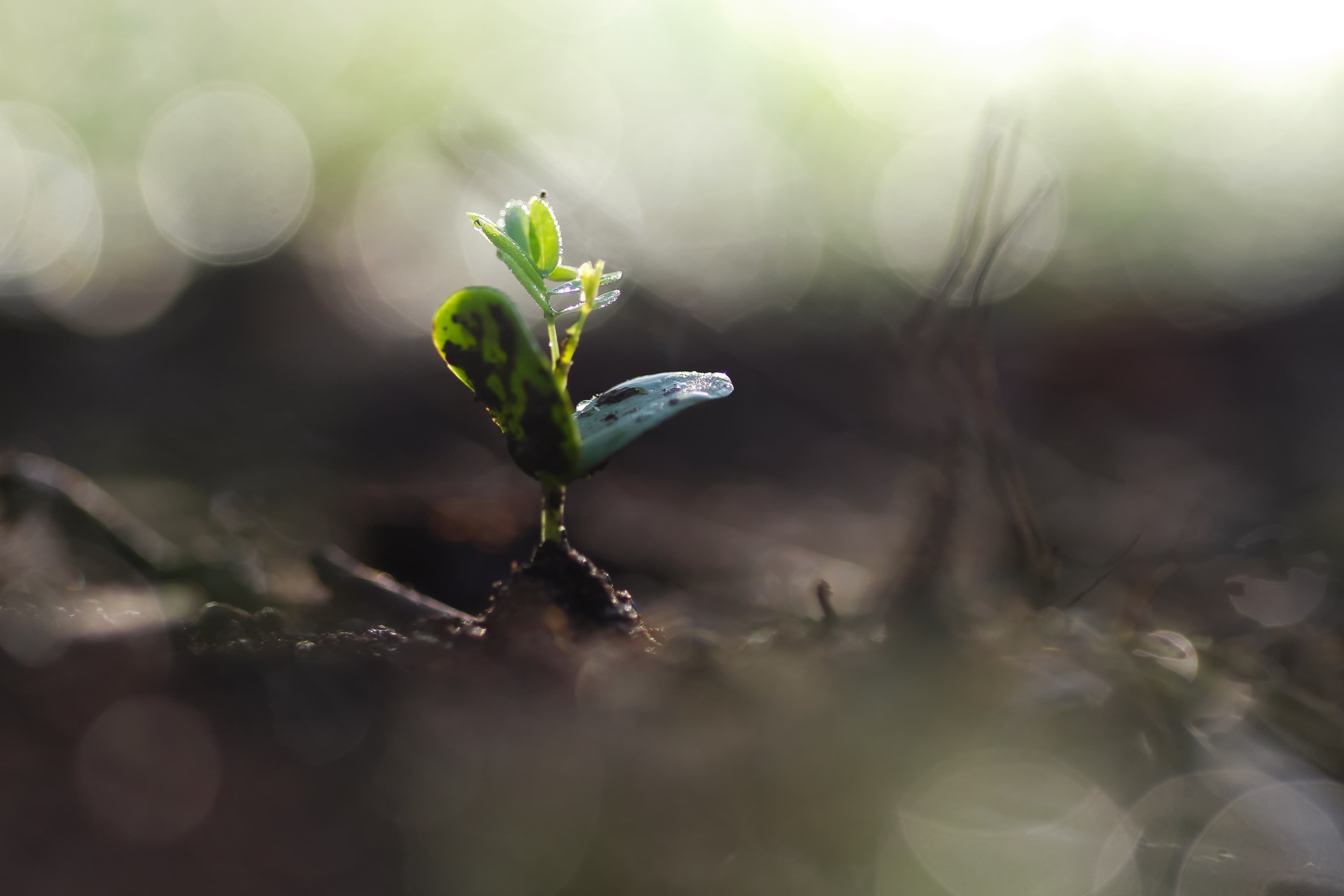 Brand Purpose Examples: How Top Brands Drive Impact